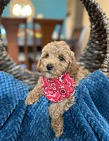 Tommy , a male Miniature Goldendoodle for sale in Dallas, TX – 1 of 3
