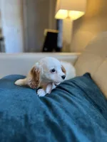 processed/b0fa298c-8472-4734-a77b-ff2114853872/listing/2702ab58-6e92-4562-bdb7-d38f9915cb2a/80b607bc-7bf5-423b-974e-b275fd827b9d