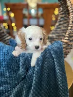 processed/b0fa298c-8472-4734-a77b-ff2114853872/listing/2702ab58-6e92-4562-bdb7-d38f9915cb2a/c2c4246a-61a9-4c66-8bf1-e3af0109b6dd