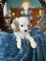 processed/b0fa298c-8472-4734-a77b-ff2114853872/listing/2702ab58-6e92-4562-bdb7-d38f9915cb2a/f53d3744-2190-418c-9c62-8fa86697b099