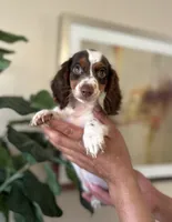 Dexter- long hair , a male Miniature Dachshund for sale in Dallas, TX – 2 of 3