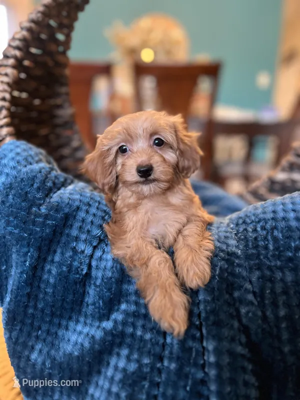 Romeo , a male Poodle - Miniature  for sale in Dallas, TX – Photo 1 of 3