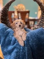 Romeo , a male Poodle - Miniature  for sale in Dallas, TX – Photo 3 of 3