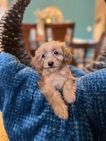 Romeo , a male Poodle - Miniature  for sale in Dallas, TX – Photo 2 of 3