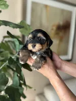 Tobby , a male Yorkshire Terrier for sale in Dallas, TX – 3 of 3
