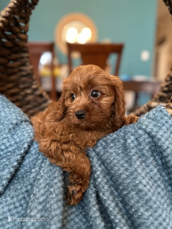 Cooper  – Cavapoo puppy for sale in Dallas, TX