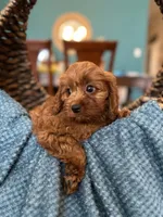 Cooper , a male Cavapoo for sale in Dallas, TX – 1 of 3