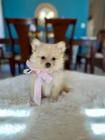 Sophi , a female Pomeranian for sale in Dallas, TX – 3 of 3