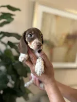 Heidy , a female Miniature Dachshund for sale in Dallas, TX – 1 of 3