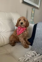 Woody, a male Miniature Goldendoodle for sale in Dallas, TX – 2 of 2