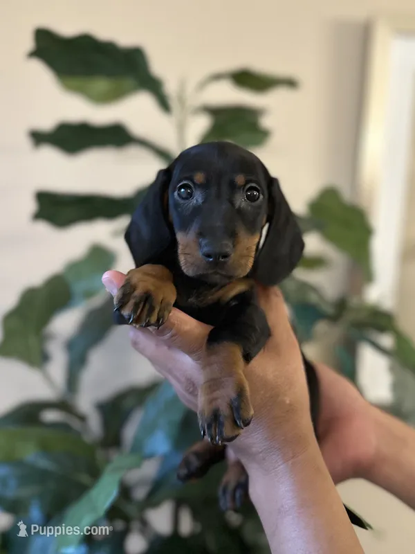 Brandy  – Miniature Dachshund puppy for sale in Dallas, TX