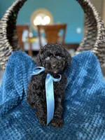 Rocky, a male Poodle - Toy  for sale in Dallas, TX – 4 of 4