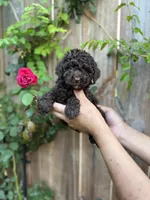 Rocky, a male Poodle - Toy  for sale in Dallas, TX – 1 of 4