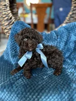 Rocky, a male Poodle - Toy  for sale in Dallas, TX – 3 of 4