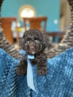 Rocky, a male Poodle - Toy  for sale in Dallas, TX – 2 of 4
