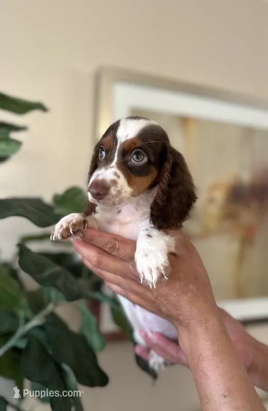 Dexter- long hair  – Miniature Dachshund puppy for sale in Dallas, TX