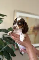 Dexter- long hair , a male Miniature Dachshund for sale in Dallas, TX – 1 of 3