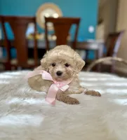 Maggie, a female Maltipoo for sale in Dallas, TX – 2 of 3