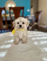 Tom , a male Maltipoo for sale in Dallas, TX – 1 of 3