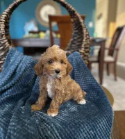 Bentley , a male Poodle - Toy  for sale in Dallas, TX – 3 of 3