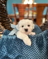 Bentley , a male Havachon for sale in Dallas, TX – 2 of 3