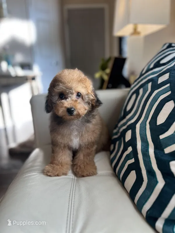 Rummina – Poodle - Miniature  puppy for sale in Dallas, TX
