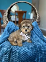 Rummina, a female Poodle - Miniature  for sale in Dallas, TX – Photo 2 of 3