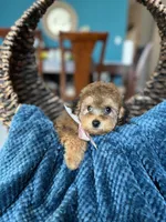 Rummina, a female Poodle - Miniature  for sale in Dallas, TX – Photo 1 of 3