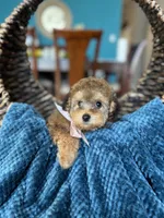 Rummina, a female Poodle - Miniature  for sale in Dallas, TX – Photo 3 of 3