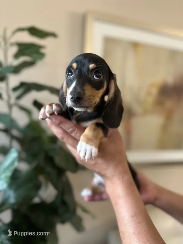Gus – Miniature Dachshund puppy for sale in Dallas, TX