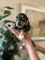 Gus, a male Miniature Dachshund for sale in Dallas, TX – 1 of 3