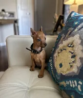 Wilson , a male Miniature Pinscher for sale in Dallas, TX – 2 of 3
