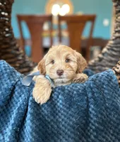 Robin, a male Maltipoo for sale in Dallas, TX – 2 of 3