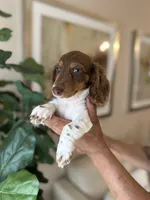Roxxy , a female Miniature Dachshund for sale in Dallas, TX – 1 of 3