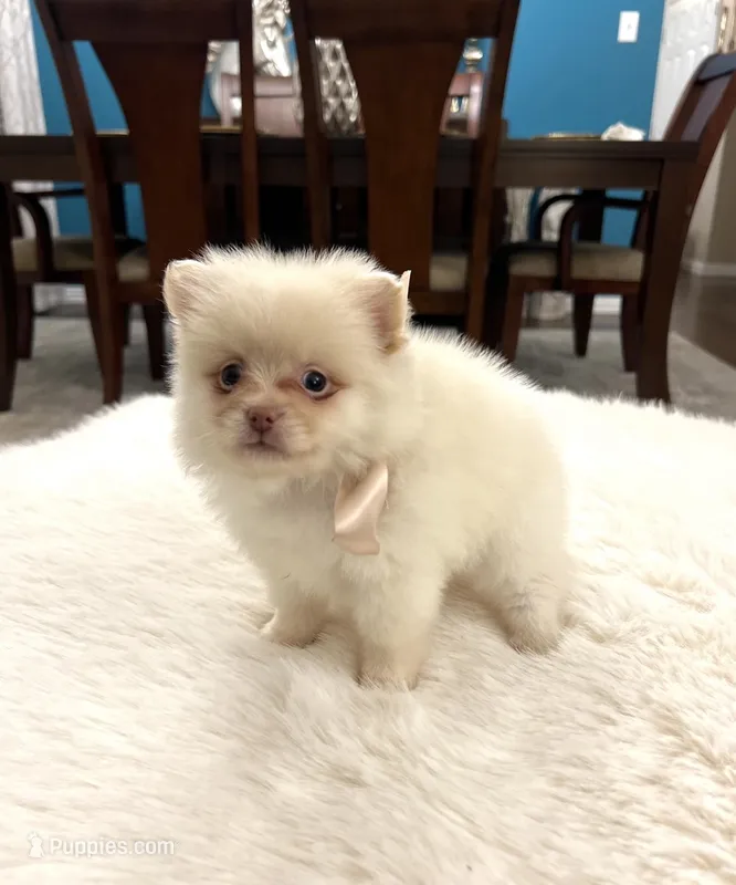 snow  – Pomeranian puppy for sale in Dallas, TX