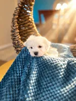 Bentley , a male Havachon for sale in Dallas, TX – 1 of 3