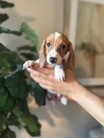 Dexter , a male Miniature Dachshund for sale in Dallas, TX – 2 of 3