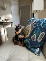 Roxxy, a female Miniature Pinscher for sale in Dallas, TX – 3 of 3