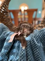 Roxxy, a female Cocker Spaniel for sale in Dallas, TX – 2 of 3