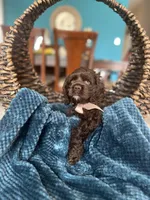 Lili AKC , a female Cocker Spaniel for sale in Dallas, TX – Photo 3 of 3