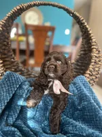 Lili AKC , a female Cocker Spaniel for sale in Dallas, TX – Photo 1 of 3