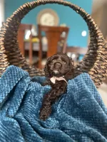 Lili AKC , a female Cocker Spaniel for sale in Dallas, TX – Photo 2 of 3