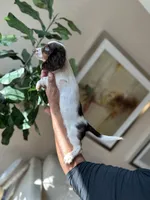 Dexter- long hair , a male Miniature Dachshund for sale in Dallas, TX – 3 of 3