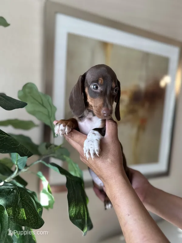 Brandy , a male Miniature Dachshund for sale in Dallas, TX – 1 of 3