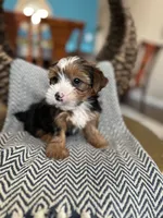 Archie, a male Yorkshire Terrier for sale in Dallas, TX – 2 of 3