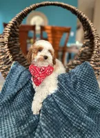 Max, a male Poodle - Miniature  for sale in Dallas, TX – 2 of 3