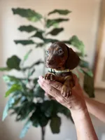 processed/b0fa298c-8472-4734-a77b-ff2114853872/listing/39deabd2-eedf-4848-933c-32e19415962f/0c521b55-9231-449b-961d-4208d8897b71