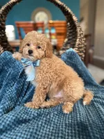 Tom, a male Maltipoo for sale in Dallas, TX – 2 of 3