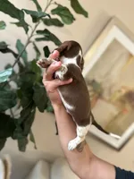 Brandy , a male Miniature Dachshund for sale in Dallas, TX – 3 of 3