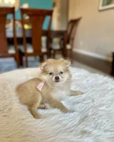Becky , a female Pomeranian for sale in Dallas, TX – 3 of 3